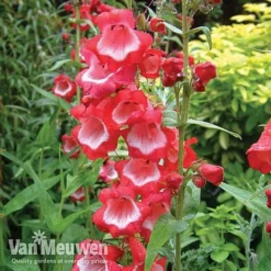Penstemon 'Ice Cream Collection' 15 Penstemon 'Ice Cream Collection' -Deals Petal Via Store PENS V18183 A1