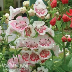 Penstemon 'Ice Cream Collection' 16 Penstemon 'Ice Cream Collection' -Deals Petal Via Store PENS V18184 A1