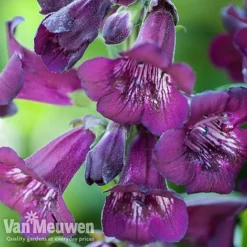 Penstemon 'Ice Cream Collection' 17 Penstemon 'Ice Cream Collection' -Deals Petal Via Store PENS V48835 A1