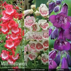 Penstemon 'Ice Cream Collection' 14 Penstemon 'Ice Cream Collection' -Deals Petal Via Store PENS V48836 A