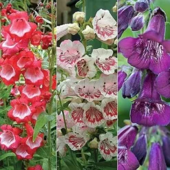 Penstemon 'Ice Cream Collection' 19 Penstemon 'Ice Cream Collection' -Deals Petal Via Store PENS V48836 NOW1