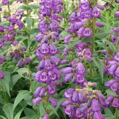 Penstemon 'Pensham Westminster Belle' 3 Penstemon 'Pensham Westminster Belle' -Deals Petal Via Store PENS V65756 A h