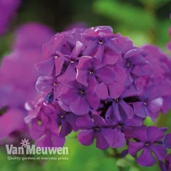 Phlox 'Nicky' -Deals Petal Via Store PHLO 61435 C