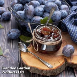 Plum Black Amber (Mini Fruit Tree) -Deals Petal Via Store PLUM T10632 D