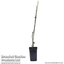 Plum Black Amber (Mini Fruit Tree) -Deals Petal Via Store PLUM T10632 E