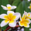 Plumeria 'Yellow'