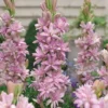 Polianthes Tuberosa 'Pink Sapphire'