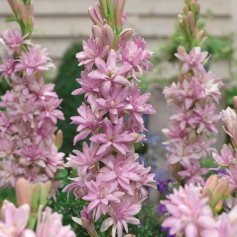 Polianthes Tuberosa 'Pink Sapphire' 1 Polianthes Tuberosa 'Pink Sapphire'