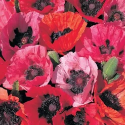 Poppy 'Fruit Punch' -Deals Petal Via Store POPP V65698 B h