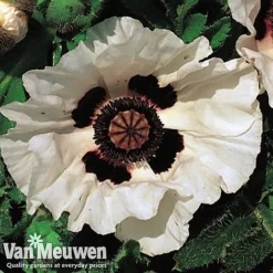 Poppy 'Checkers' 5 Poppy 'Checkers' -Deals Petal Via Store POPP V65708C C