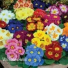 Primrose 'Alaska Improved Mixed'