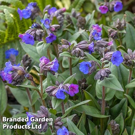 Pulmonaria 'Blue Ensign' 2 Pulmonaria 'Blue Ensign' - Image 2