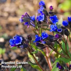 Pulmonaria 'Blue Ensign' 5 Pulmonaria 'Blue Ensign' -Deals Petal Via Store PULM T62252 C
