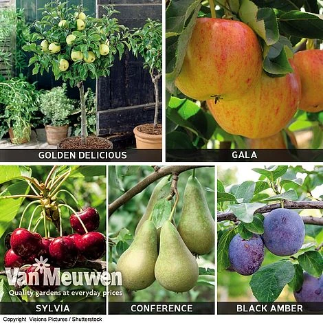 Patio Fruit Tree Collection 2 Patio Fruit Tree Collection - Image 2