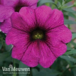 Petunia 'Surfinia' Pre-Planted Basket 8 Petunia 'Surfinia' Pre-Planted Basket -Deals Petal Via Store Petunia Non Stick Blue supp 7