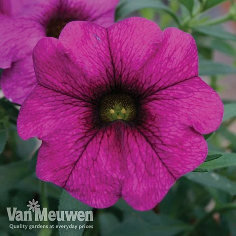 Petunia 'Surfinia' Pre-Planted Basket 2 Petunia 'Surfinia' Pre-Planted Basket - Image 2