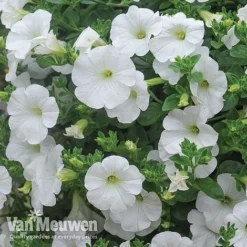 Petunia 'Surfinia' Pre-Planted Basket 9 Petunia 'Surfinia' Pre-Planted Basket -Deals Petal Via Store Petunia Surfinia White TMHF 8