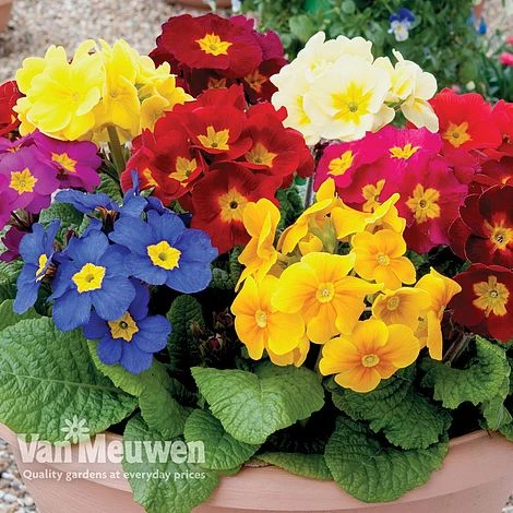 Polyanthus 'Crescendo' 1 Polyanthus 'Crescendo'