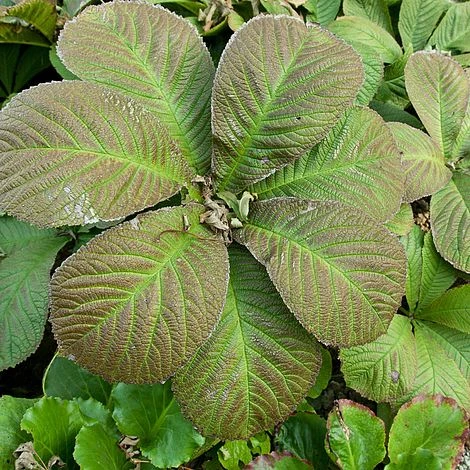 Rodgersia Aesculifolia 1 Rodgersia Aesculifolia