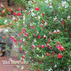 Salvia 'Hot Lips' -Deals Petal Via Store SALV V59108 B