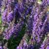 Salvia Nemorosa 'Marcus'