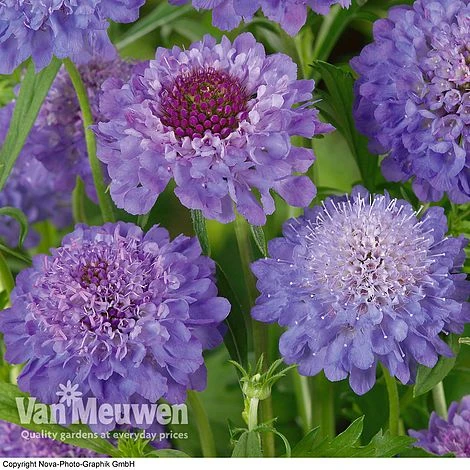 Scabious 'Blue Note' 3 Scabious 'Blue Note' - Image 3