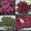 Sedum 'Sunsparkler' Collection