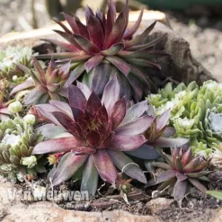 Sempervivum 'Mixed' -Deals Petal Via Store SEMP V65856 A