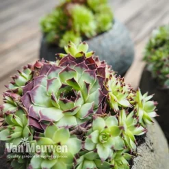 Sempervivum 'Mixed' -Deals Petal Via Store SEMP V65856 B