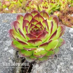 Sempervivum 'Mixed' -Deals Petal Via Store SEMP V65856 C