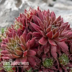 Sempervivum 'Mixed' -Deals Petal Via Store SEMP V65856 D