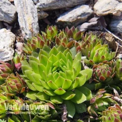 Sempervivum 'Mixed' -Deals Petal Via Store SEMP V65856 E