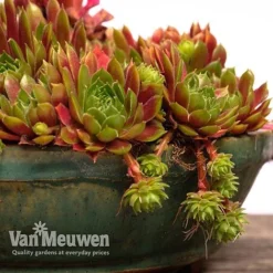 Sempervivum 'Mixed' -Deals Petal Via Store SEMP V65856 F