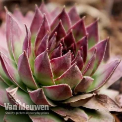 Sempervivum 'Mixed' -Deals Petal Via Store SEMP V65856 G