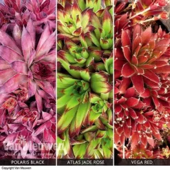 Sempervivum Collection