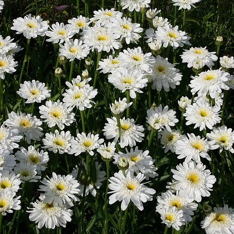 Shasta Daisy 'Fair Lady' 1 Shasta Daisy 'Fair Lady'