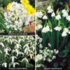 Snowdrop Collection