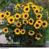 Sunflower SunBelievable™ 'Brown Eyed Girl'