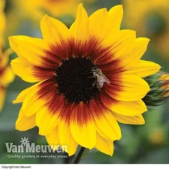 Sunflower SunBelievable™ 'Brown Eyed Girl' -Deals Petal Via Store SUNB VKA1036 B