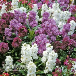 Stocks 'Brompton' 5 Stocks 'Brompton' -Deals Petal Via Store Stocks Brompton