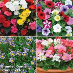 Nurseryman’s Choice Summer Favourites -Deals Petal Via Store TM 4image nurseryman without watermark