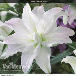 Tree Lily 'Crystal Collection' 6 Tree Lily 'Crystal Collection' -Deals Petal Via Store TREE 70647 C