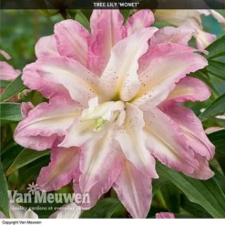 Tree Lily 'Crystal Collection' 7 Tree Lily 'Crystal Collection' -Deals Petal Via Store TREE 70647 D