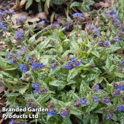 Pulmonaria 'Trevi Fountain' -Deals Petal Via Store TREVIFOUNT 62256 A