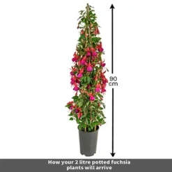 Fuchsia 'Pink Fizz' 5 Fuchsia 'Pink Fizz' -Deals Petal Via Store Untitled 1