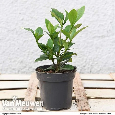 Gardenia 'Crown Jewels' 5 Gardenia 'Crown Jewels' - Image 5