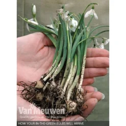 Spring Bulbs In The Green Collection -Deals Petal Via Store V59885 B
