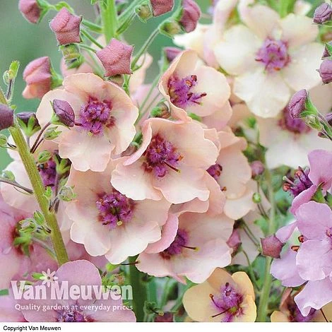 Verbascum X Hybrida 'Southern Charm' 2 Verbascum X Hybrida 'Southern Charm' - Image 2