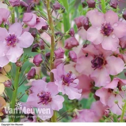 Verbascum X Hybrida 'Southern Charm' 6 Verbascum X Hybrida 'Southern Charm' -Deals Petal Via Store VERB V59782 C