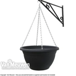 Pansy 'Universal Mixed' F1 Hybrid -Deals Petal Via Store VM Pre PlantedBasket1